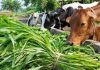 राज्य सरकारचे नवे चारा धोरण