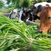 राज्य सरकारचे नवे चारा धोरण
